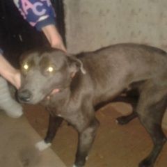 Подробнее об объявлении «Краснодар Найдена собака отдам в добрые руки» Фото: найдена собака  «Краснодар Найдена собака отдам в добрые руки» в г. Краснодар