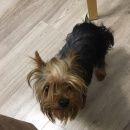 Подробнее об объявлении «Найдена собака мини йорк Чебоксары» Фото: найдена собака Йоркширский терьер «Найдена собака мини йорк Чебоксары» в г. Чебоксары