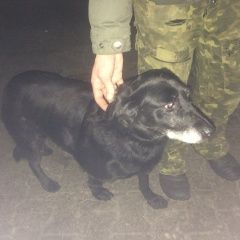 Подробнее об объявлении «Малаховка Найдена собака немолодая черная собака у станции» Фото: найдена собака  «Малаховка Найдена собака немолодая черная...» в г. Малаховка