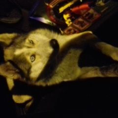 Подробнее об объявлении «Владикавказ Найдена собака кобель» Фото: найдена собака  «Владикавказ Найдена собака кобель» в г. Владикавказ