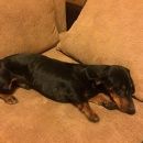 Подробнее об объявлении «Краснодар Найдена собака кобель такса, кобель» Фото: найдена собака Такса «Краснодар Найдена собака кобель такса, кобель» в г. Краснодар