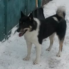 Подробнее об объявлении «Найдена собака Орехово-Зуево» Фото: найдена собака  «Найдена собака Орехово-Зуево» в г. Орехово-Зуево