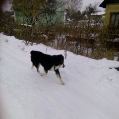 Подробнее об объявлении «Магнитогорск Найдена собака кобель» Фото: найдена собака  «Магнитогорск Найдена собака кобель» в г. Магнитогорск