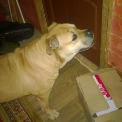 Подробнее об объявлении «Старая Купавна Найдена собака» Фото: найдена собака  «Старая Купавна Найдена собака» в г. Старая Купавна