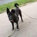 Подробнее об объявлении «Найдена собака в комсомольском парке щенок Череповец» Фото: найдена собака  «Найдена собака в комсомольском парке щенок...» в г. Череповец