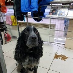 Подробнее об объявлении «Найдена собака кобель Орехово-Зуево» Фото: найдена собака Русский охотничий спаниель «Найдена собака кобель Орехово-Зуево» в г. Орехово-Зуево