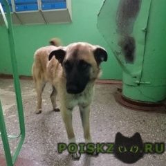 Подробнее об объявлении «Найдена собака ветлужанка Красноярск» Фото: найдена собака  «Найдена собака ветлужанка Красноярск» в г. Красноярск