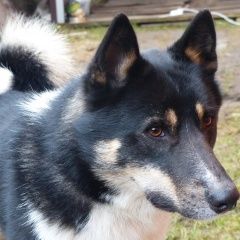 Подробнее об объявлении «Найдена собака Орехово-Зуево» Фото: найдена собака  «Найдена собака Орехово-Зуево» в г. Орехово-Зуево