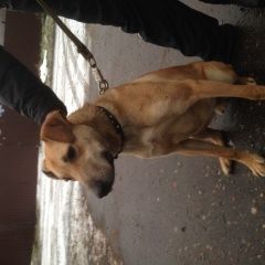 Подробнее об объявлении «Найдена собака кобель рыжая, кобель Егорьевск» Фото: найдена собака  «Найдена собака кобель рыжая, кобель Егорьевск» в г. Егорьевск