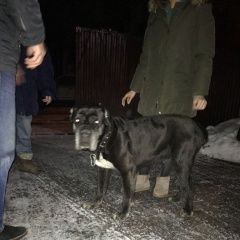 Подробнее об объявлении «Апрелевка Найдена собака» Фото: найдена собака  «Апрелевка Найдена собака» в г. Апрелевка
