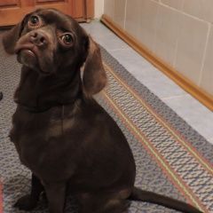 Подробнее об объявлении «Новоалтайск Найдена собака кобель» Фото: найдена собака  «Новоалтайск Найдена собака кобель» в г. Новоалтайск