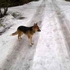 Подробнее об объявлении «Найдена собака ий район, снт васильки Можайск» Фото: найдена собака  «Найдена собака ий район, снт васильки Можайск» в г. Можайск