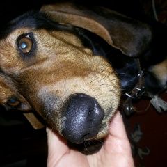 Подробнее об объявлении «Емельяново Найдена собака такса девочка» Фото: найдена собака Такса «Емельяново Найдена собака такса девочка» в г. Емельяново