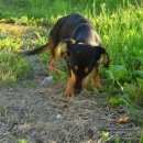 Подробнее об объявлении «Найдена собака такса Тюмень» Фото: найдена собака  «Найдена собака такса Тюмень» в г. Тюмень