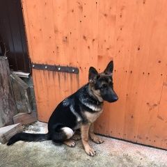 Подробнее об объявлении «Нижний Новгород Найдена собака кобель - немецкая овчарка» Фото: найдена собака Немецкая овчарка «Нижний Новгород Найдена собака кобель -...» в г. Нижний Новгород