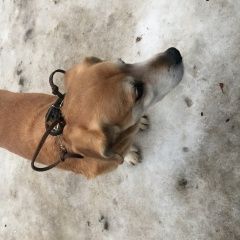 Подробнее об объявлении «Нижний Новгород Найдена собака» Фото: найдена собака  «Нижний Новгород Найдена собака» в г. Нижний Новгород