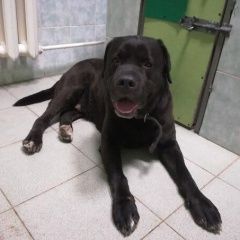 Подробнее об объявлении «Найдена собака кобель черный лабрадор - г.  Королев» Фото: найдена собака Лабрадор ретривер «Найдена собака кобель черный лабрадор - г....» в г. Королев