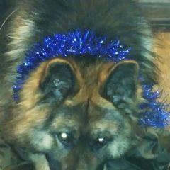 Подробнее об объявлении «Калуга Найдена собака кобель овчарка» Фото: найдена собака Немецкая овчарка «Калуга Найдена собака кобель овчарка» в г. Калуга