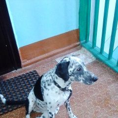 Подробнее об объявлении «Отрадный Найдена собака» Фото: найдена собака  «Отрадный Найдена собака» в г. Отрадный