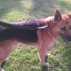 Подробнее об объявлении «Симферополь Найдена собака кобель овчарка» Фото: найдена собака  «Симферополь Найдена собака кобель овчарка» в г. Симферополь