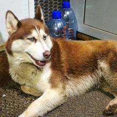 Подробнее об объявлении «Климовск Найдена собака кобель хаски /маламут» Фото: найдена собака Сибирская хаски «Климовск Найдена собака кобель хаски /маламут» в г. Климовск