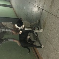 Подробнее об объявлении «Красноярск Найдена собака кобель» Фото: найдена собака  «Красноярск Найдена собака кобель» в г. Красноярск