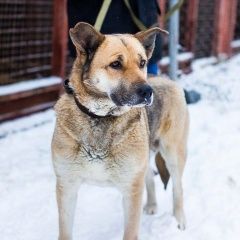 Подробнее об объявлении «Найдена собака кобель Ногинск» Фото: найдена собака  «Найдена собака кобель Ногинск» в г. Ногинск
