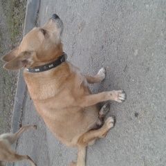 Подробнее об объявлении «Ростов-на-Дону Найдена собака кобель старичок в центре города» Фото: найдена собака  «Ростов-на-Дону Найдена собака кобель старичок в...» в г. Ростов-на-Дону