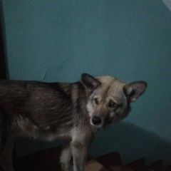 Подробнее об объявлении «Найдена собака кобель Улан-Удэ» Фото: найдена собака  «Найдена собака кобель Улан-Удэ» в г. Улан-Удэ