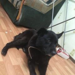 Подробнее об объявлении «Бердск Найдена собака» Фото: найдена собака  «Бердск Найдена собака» в г. Бердск