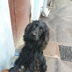 Подробнее об объявлении «Ростов-на-Дону Найдена собака кобель» Фото: найдена собака Английский кокер-спаниель «Ростов-на-Дону Найдена собака кобель» в г. Ростов-на-Дону