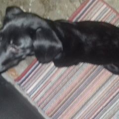 Подробнее об объявлении «Ангарск Найдена собака кобель потеряшка» Фото: найдена собака  «Ангарск Найдена собака кобель потеряшка» в г. Ангарск