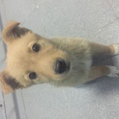 Подробнее об объявлении «Белгород Найдена собака срочно нужна помощь» Фото: найдена собака  «Белгород Найдена собака срочно нужна помощь» в г. Белгород