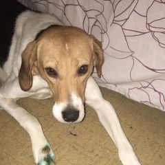 Подробнее об объявлении «Нарофоминск Найдена собака девочка не больше 3 лет» Фото: найдена собака Русская псовая борзая «Нарофоминск Найдена собака девочка не больше 3 лет» в г. Нарофоминск