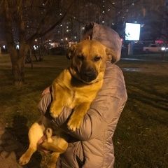 Подробнее об объявлении «Краснодар Найдена собака кобель» Фото: найдена собака  «Краснодар Найдена собака кобель» в г. Краснодар