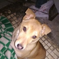 Подробнее об объявлении «Фрязино Найдена собака ищем хозяев.» Фото: найдена собака  «Фрязино Найдена собака ищем хозяев.» в г. Фрязино