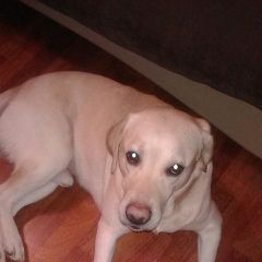 Подробнее об объявлении «Нарофоминск Найдена собака кобель лабрадор» Фото: найдена собака Лабрадор ретривер «Нарофоминск Найдена собака кобель лабрадор» в г. Нарофоминск