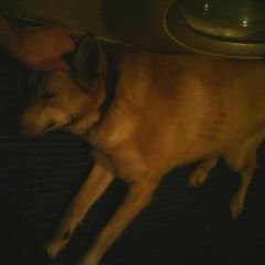 Подробнее об объявлении «Краснодар Найдена собака» Фото: найдена собака  «Краснодар Найдена собака» в г. Краснодар