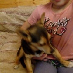 Подробнее об объявлении «Найдена собака кобель прибежала 31 декабря Улан-Удэ» Фото: найдена собака  «Найдена собака кобель прибежала 31 декабря...» в г. Улан-Удэ