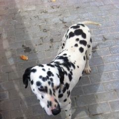 Подробнее об объявлении «Черкесск Карачаево-Черкесская Республика Найдена собака поселок архыз романтик» Фото: найдена собака  «Черкесск Карачаево-Черкесская Республика...» в г. Черкесск Карачаево-Черкесская Республика