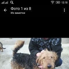 Подробнее об объявлении «Найдена собака кобель Ставрополь» Фото: найдена собака Эрдельтерьер «Найдена собака кобель Ставрополь» в г. Ставрополь