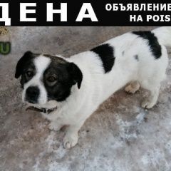 Подробнее об объявлении «Найдена собака кобель Новочеркасск» Фото: найдена собака  «Найдена собака кобель Новочеркасск» в г. Новочеркасск