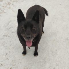 Подробнее об объявлении «Найдена собака чёрная упитанная сука Москва» Фото: найдена собака  «Найдена собака чёрная упитанная сука Москва» в г. Москва