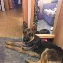 Подробнее об объявлении «Красноярск Найдена собака сука немецкой овчарки» Фото: найдена собака Немецкая овчарка «Красноярск Найдена собака сука немецкой овчарки» в г. Красноярск