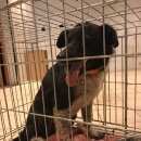 Подробнее об объявлении «Найдена собака кобель Химки» Фото: найдена собака  «Найдена собака кобель Химки» в г. Химки