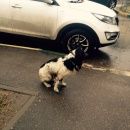 Подробнее об объявлении «Нижний Новгород Найдена собака кобель спаниель кобель» Фото: найдена собака  «Нижний Новгород Найдена собака кобель спаниель...» в г. Нижний Новгород