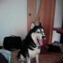 Подробнее об объявлении «Найдена собака кобель хаски Долгопрудный» Фото: найдена собака Ханаанская собака «Найдена собака кобель хаски Долгопрудный» в г. Долгопрудный