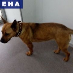 Подробнее об объявлении «Найдена собака рыжая девочка на южном Подольск» Фото: найдена собака  «Найдена собака рыжая девочка на южном Подольск» в г. Подольск