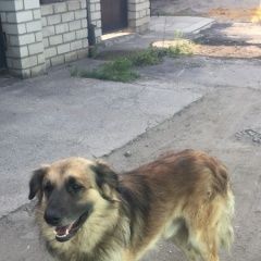 Подробнее об объявлении «Липецк Найдена собака кобель кто выбросил или потярял пса» Фото: найдена собака  «Липецк Найдена собака кобель кто выбросил или...» в г. Липецк