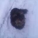 Подробнее об объявлении «Найдена собака болонка Ульяновск» Фото: найдена собака  «Найдена собака болонка Ульяновск» в г. Ульяновск